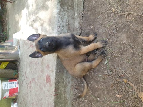 Belçika kurdu (malinois)