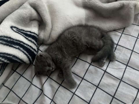 Yavru scottish fold