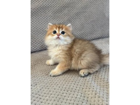 Orijinal şecereli gold british longhair