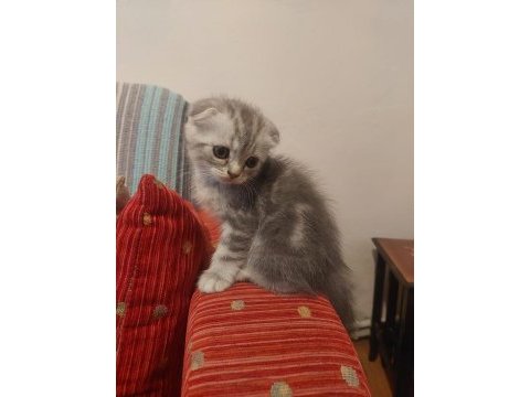 Scottish fold kedileri