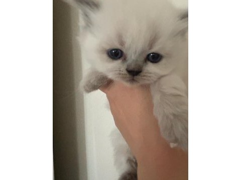 45 günlük teslime hazır british shorthair yavrular