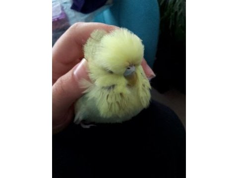 Limon-duman muhabbet kuşu çifti