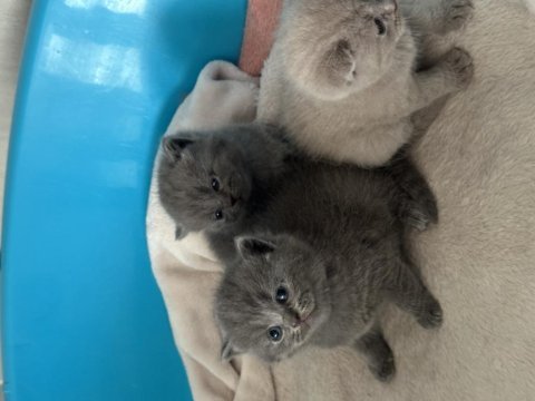 2 aylıktan küçük yavru kediler