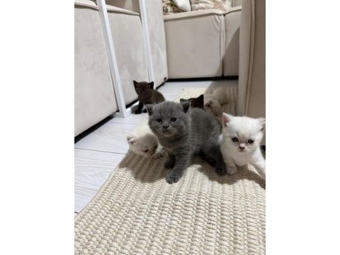 6 yavru kedimiz için ulaşın