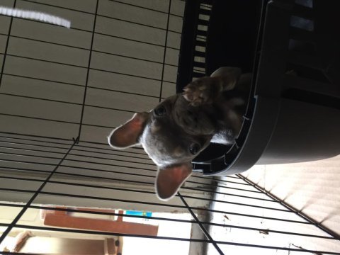 Dişi lilac and tan french bulldog