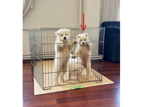 Tr şampiyonu yavrusu, mükemmel kalite dişi samoyed
