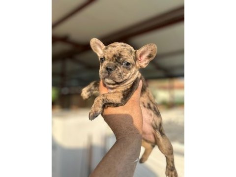 Kalite french bulldog arayanlar