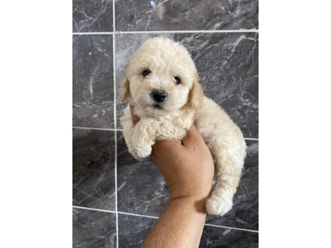 Orjinal tüm renklerde maltıpoo bebekler