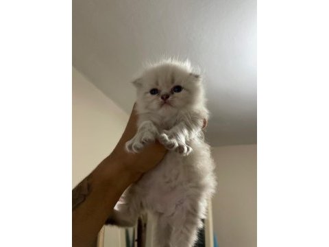 Rezerve scottish fold lynx point yavrular 25 günlük