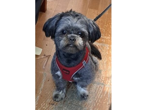 Safkan shih tzu yavruları