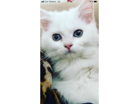 Kedimiz sementa ve yavruları