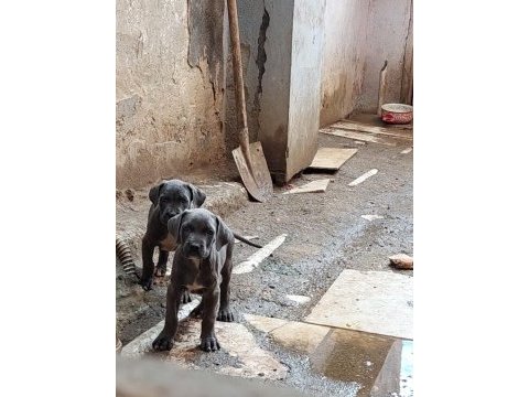 Acil dev cane corso yavrular
