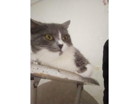 British shorthair kedimi çiftleştirmek istiyorum
