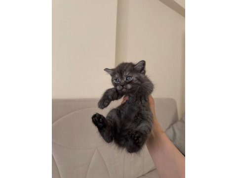British shorthair yavrular