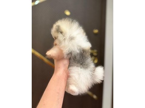 Pomeranian boo ayı surat bal