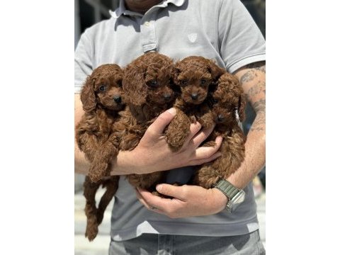Petmode köpek çiftliğinde ziyarete açık toy poodle