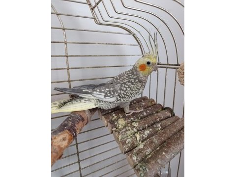 6 aylık erkek sultan papağanı