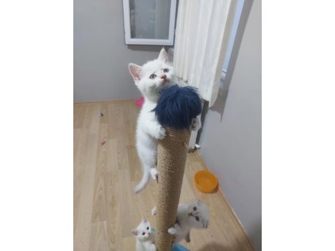 Prenses kedimiz uyguna verilecek
