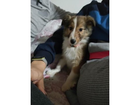 Dişi rough collie lessie yavrumuz yeni yuvasını arıyor