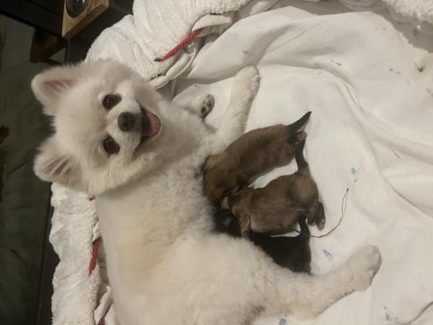 4 aylık dişi pomeranian