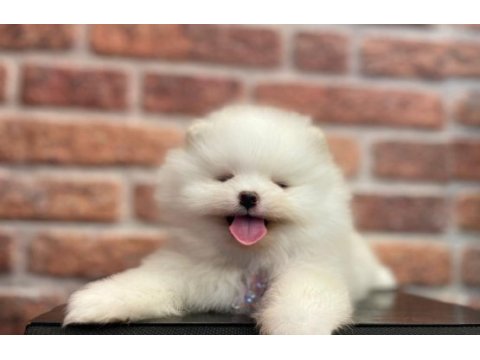 Erkek teacup sevimli pomeranian yavrumuz