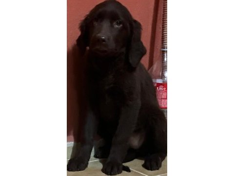 Çikolata labrador bebekler