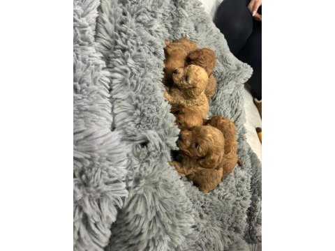 Dişi erkek toy poodle yavruları