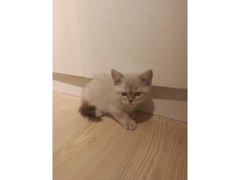 3 aylık british shorthair yavrular