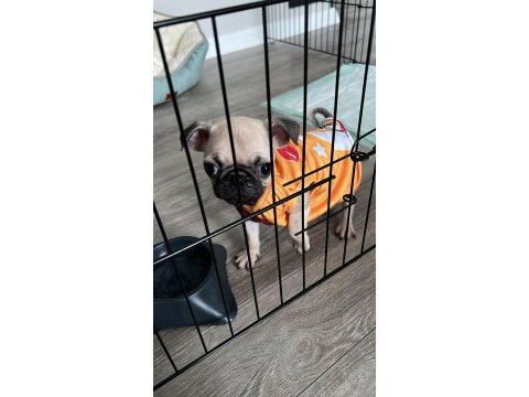 Sevimli pug