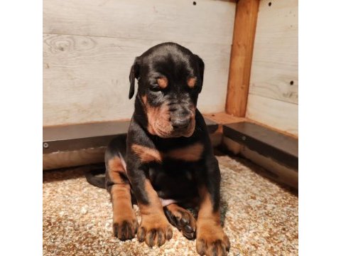 Safkan ev ortamı istanbul'da doberman