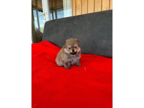 Erkek dişi pomeranian yavrular