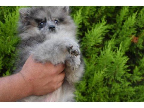 Blue merle pomeranian erkek yavrumuz