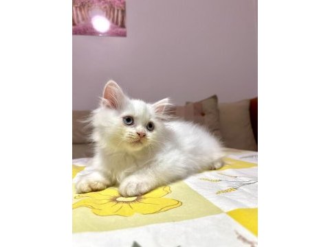 British longhair yavrular