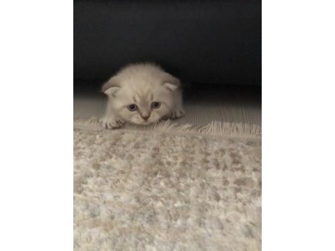2,5 aylık yavru scottish fold