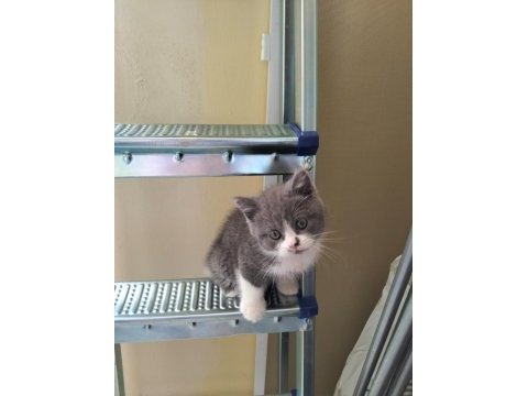 Cins british shorthair kedisi