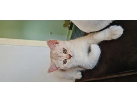 Bursa yavru british shorthair kedisi