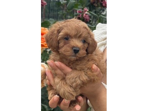 Çok şirin maltipoo yavrularımız