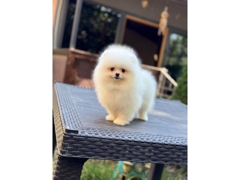 Minik sevimli pomeranian