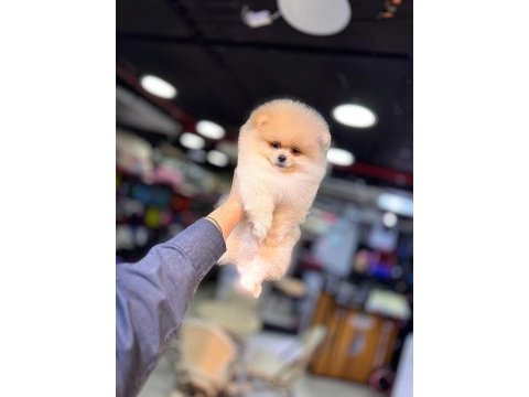 Yurt dışı giriş konya içi elden teslim pomeranian yavrular