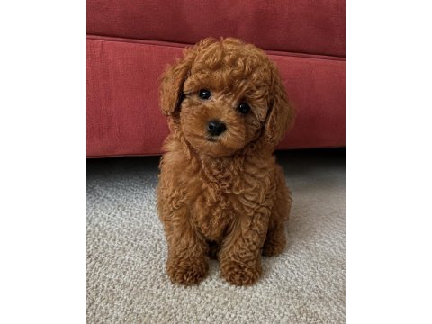 Bebek toy poodle 