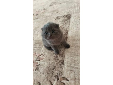 British shorthair ve scottish fold