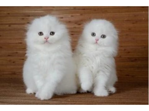 Irk ve sağlık garantili scottish fold kediler