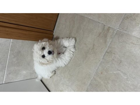 4 aylık terrier