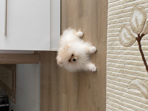 Pomeranian boo