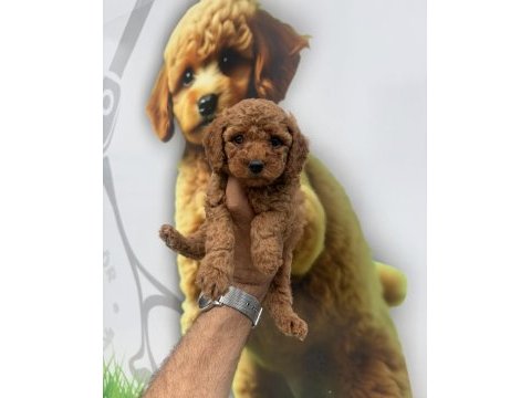 Toy poodle yavrularımız