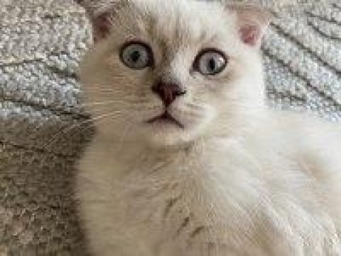 Silver scottish fold