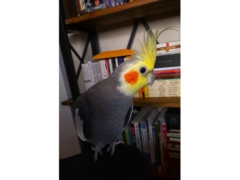 Normal grey erkek sultan papağanı