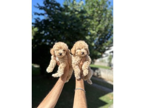 Orjinal maltipoo yavrularım