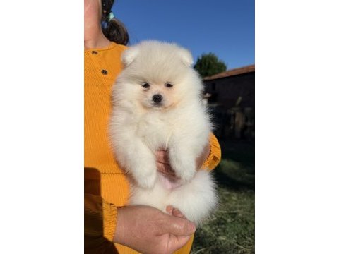 Dişi pomeranian boo kusursuz karbeyaz