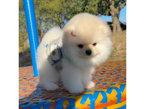 Pomeranian boo safkan 3 aylık